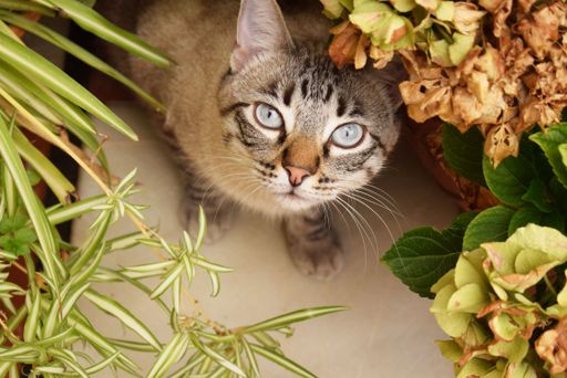 A closeup selective shot of a cute grey cat with blue eyes hiding behind the plants