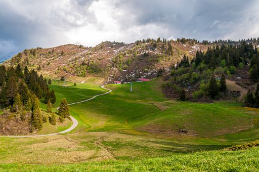 The trees on the mountains of Swizz Alps in Switzerland