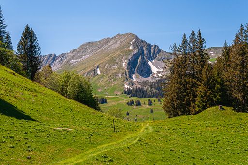 The trees on the mountains of Swizz Alps in Switzerland