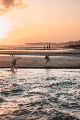 A vertical shot of two dogs playing at the coast of the sea during sunset