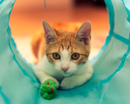 A closeup of an orange kitten playing in a blue tunnel.