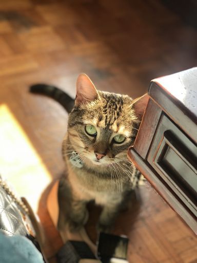 A vertical shot of an adorable cat with big green eyes curiously looking up