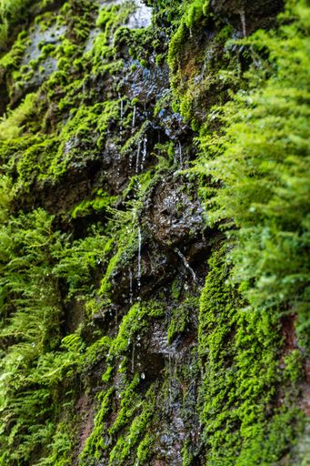 A vertical shot of a beautiful waterfall surrounded by greenery in Hawaii