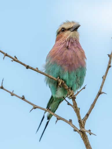 A low angle shot of a colorful roller bird standing on a tree branch under the sunlight at daytime