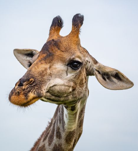 A portrait of a giraffe under the sunlight at daytime with a blurry background