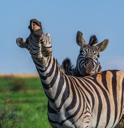 Two zebras fighting in a field covered in greenery under the sunlight at daytime