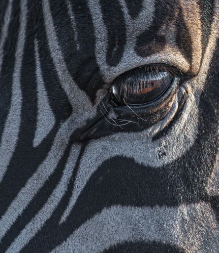 A closeup shot of the eyes of a zebra under the sunlight at daytime