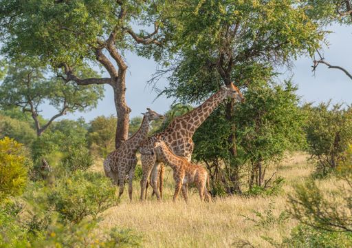 A family of giraffes in a field covered in greenery under the sunlight and a blue sky at daytime