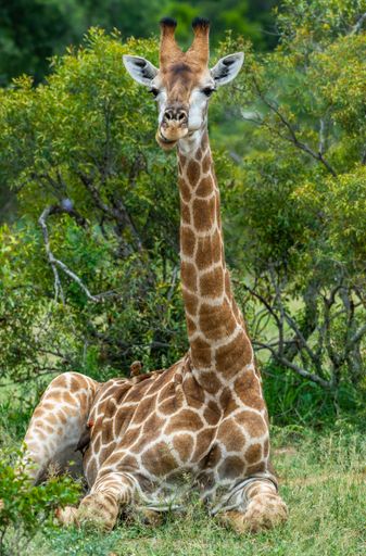 A vertical shot of a giraffe sitting on the ground covered in greenery under the sunlight at daytime