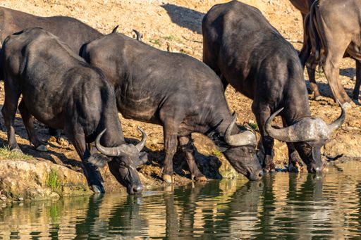 A closeup shot of water buffalos drinking water from the lake under the sunlight at daytime