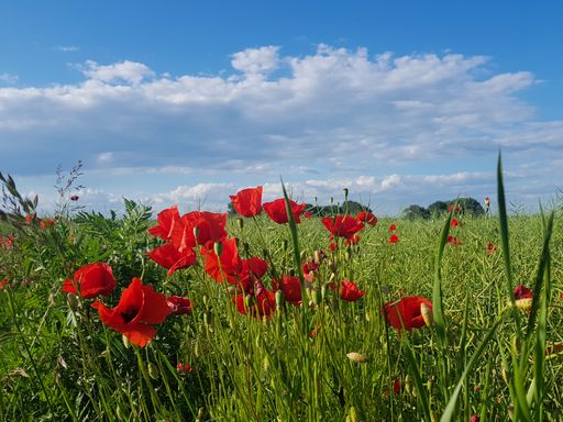 A field of beautiful red poppy flowers under a cloudy sky