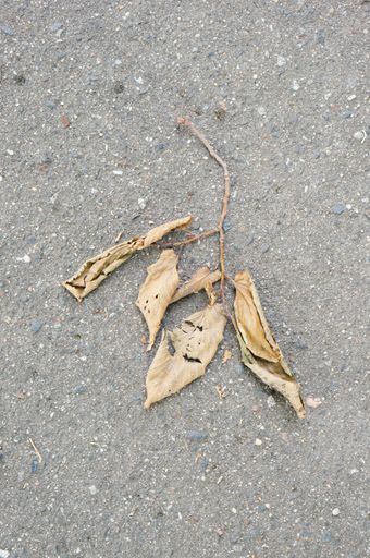 A closeup shot of dry leaves on the ground
