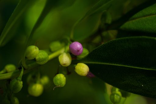 A purple fruit amidst a sea of green. Photo of tiny fruits on a branch
