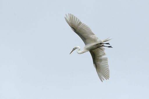 A low angle shot of the beautiful, white Eastern great egret flying in the sky