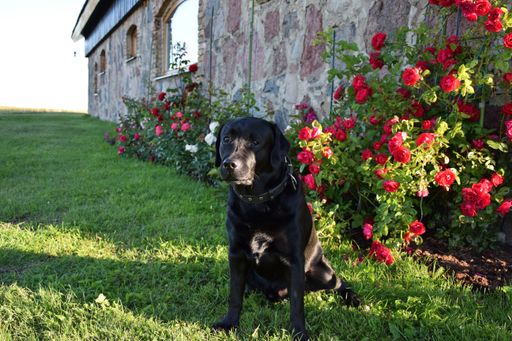 A black Labrador Retriever sitting on the grass next to roses in the house garden