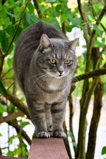A vertical shot of a European cat walking on the wood under the trees