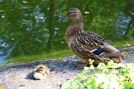 A view of mother and baby mallard ducks standing near the pond