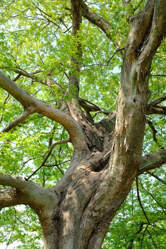 A vertical shot of a big old tree with green leaves at daytime