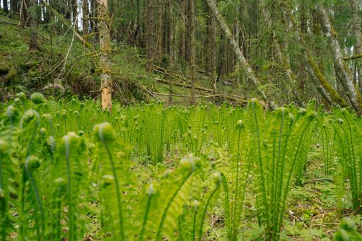 A closeup shot of green ostrich fern plants