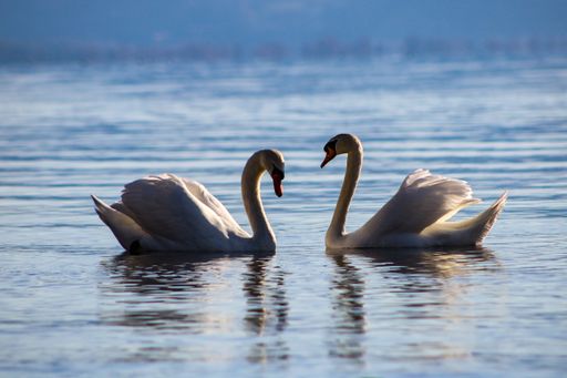 A beautiful shot of a couple of swans in a lake during the day