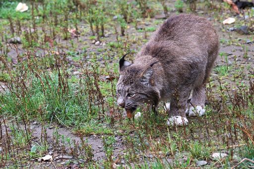 A beautiful shot of a lynx eating grass in a forest