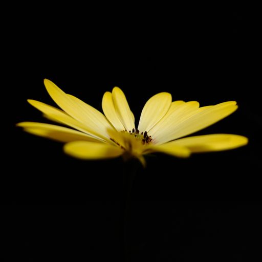 A closeup shot of a flower with yellow petals in the dark