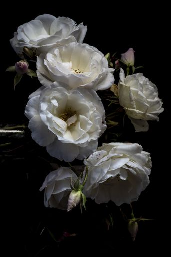 A vertical shot of white garden roses in the dark