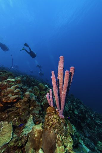 A closeup of a purple tube coral with divers on the background