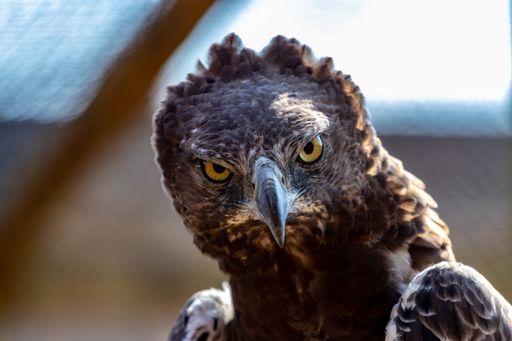 A closeup shot of an eagle in a forest during the day