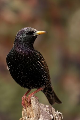 A vertical shot of a starling in a forest during the day