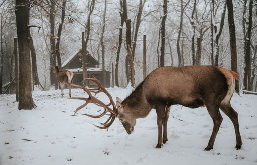 A photo of a single adult noble deer with big beautiful horns with snow in winter forest
