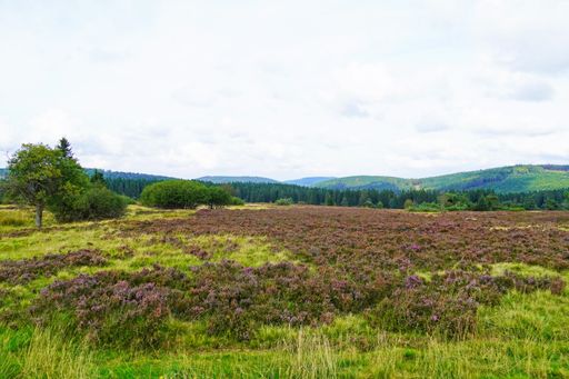 A landscape protection area Neuer Hagen in the Sauerland