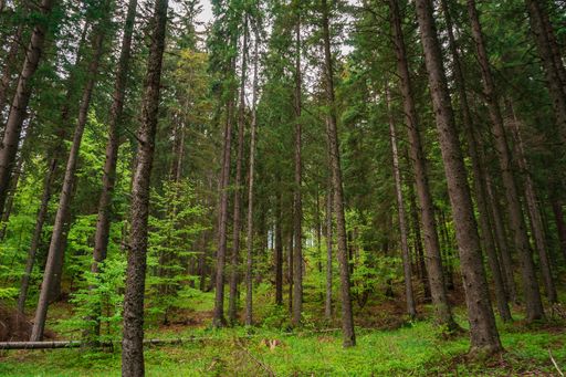 The tall trees in the forest during daytime