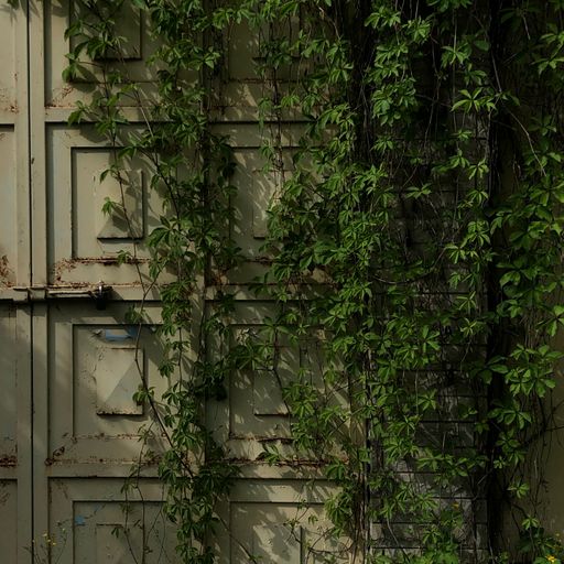 A Virginia Creeper green plant climbing on a rusty olive color gate