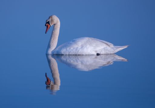 A white, beautiful swan and its reflection on the water isolated on a blue background
