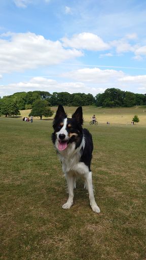 The cute and adorable Welsh Sheepdog standing on the grass with it's tongue out