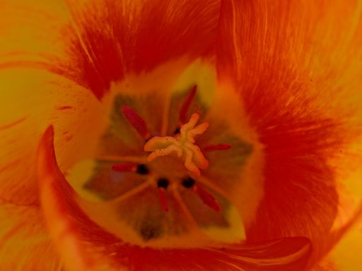 A closeup shot of a beautiful orange-petaled tulip flower