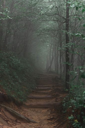 A vertical shot of a  pathway in the foggy forest