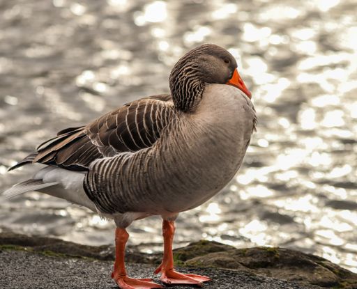 A close-up shot of Greylag goose at the park