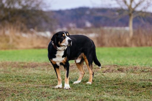 A close-up shot of a beautiful Entlebucher Mountain Dog standing on the grass outdoors