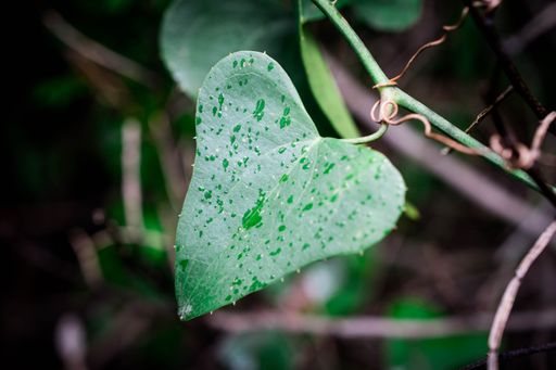 A shallow focus of a green leaf with raindrops
