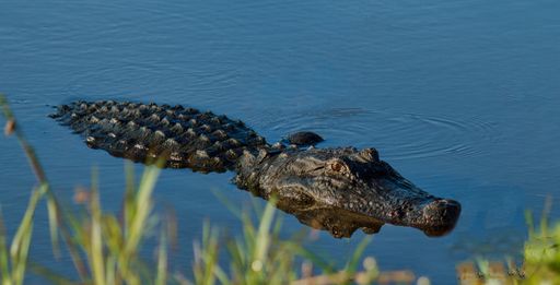 A closeup shot of a crocodile lying down in the water