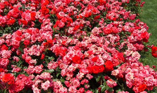 The beautiful roses growing in the garden