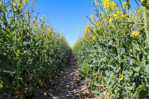 A beautiful shot of bright yellow canola flowers in the field under blue sky