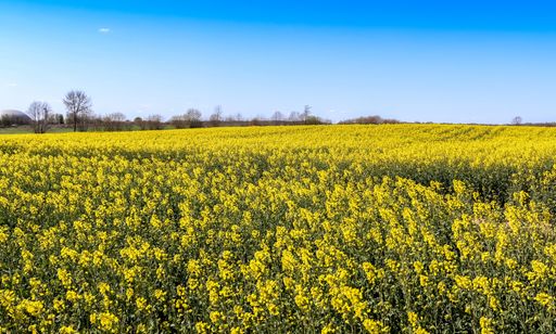 A beautiful shot of bright yellow canola flowers in the field under blue sky