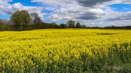 A beautiful shot of bright yellow canola flowers in the field under blue sky