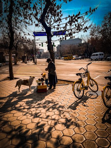 An Old woman with a dog selling flowers in the street with buses and bicycles in the background in Yerevan
