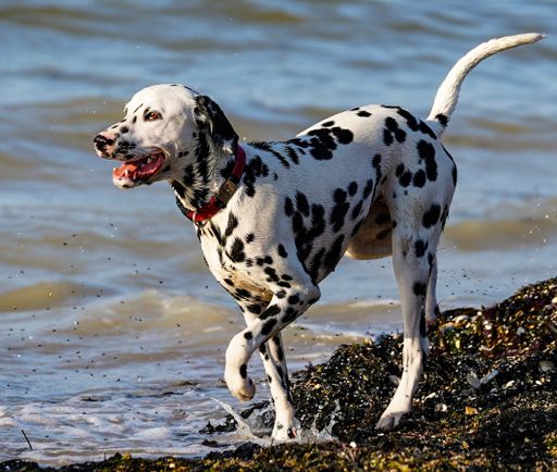 A close-up shot of a beautiful dalmatian dog walking on the beach in bright sunlight