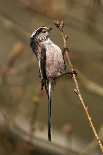 A vertical shot of a long-tailed tit perched on a wooden branch on a blurred background