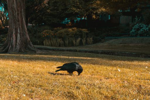 A horizontal shot of a black crow sitting on the ground in a park in Bournemouth, UK